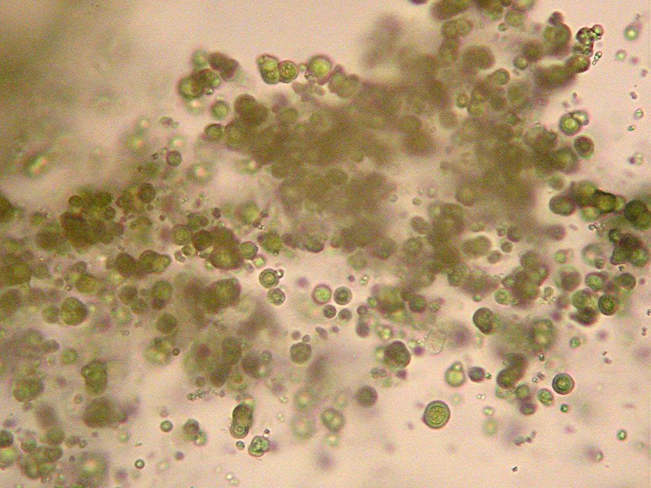 EFFETTI COLLATERALI DEL TRATTAMENTO CON ALLOPURINOLO NEI CANI AFFETTI DA LEISHMANIOSI